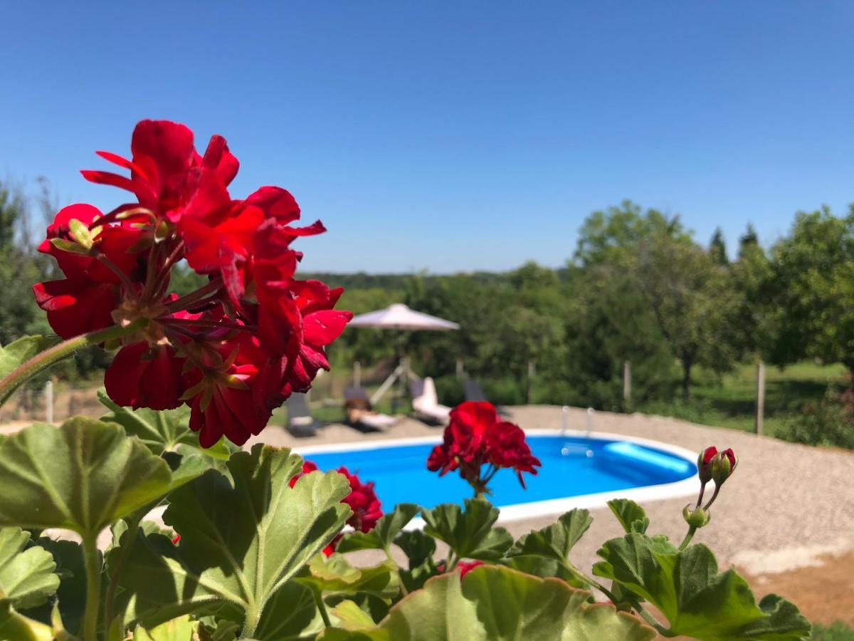 Fruska Pool House Vila Sremska Kamenica Exterior foto